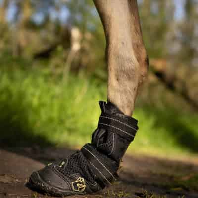 Faut-il lui mettre des chaussures ?