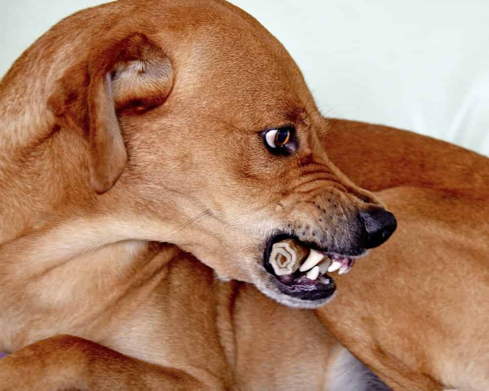 Comment faire pour que mon chien ne morde pas ?