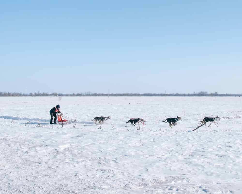 Mushing