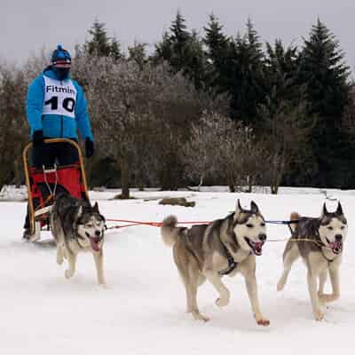 Combien coûte le ski-joëring