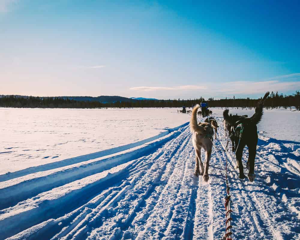 C'est quoi le mushing ?