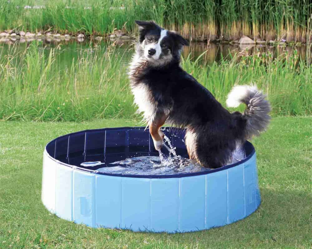 Piscine pour grand chien