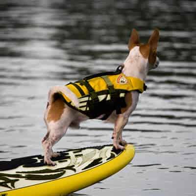 Pourquoi faut-il mettre un gilet de sauvetage à son chien ?