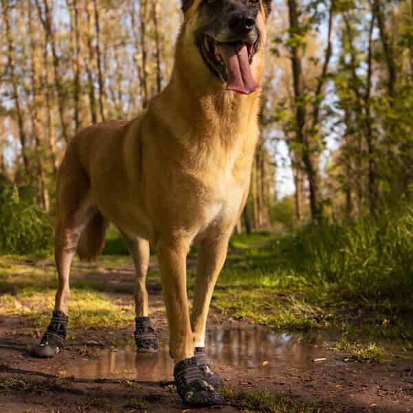 La randonnée avec son chien