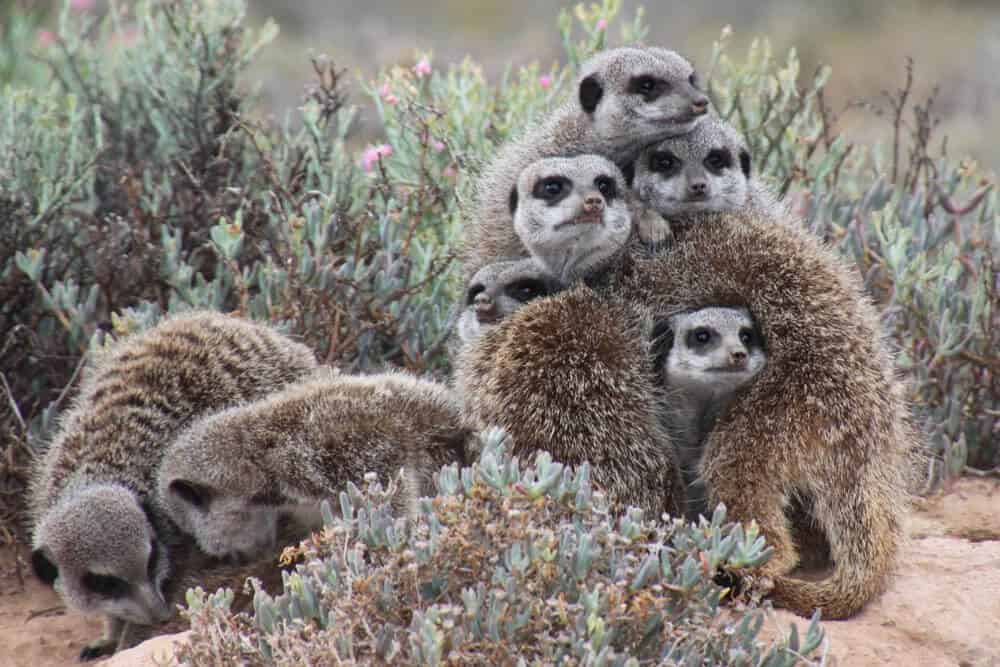 Suricate mignon