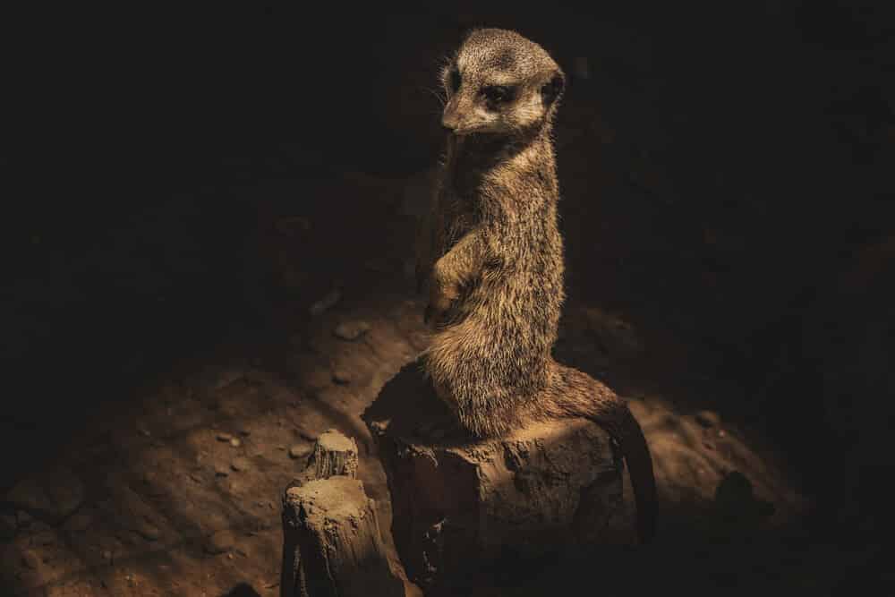 Suricate mignon