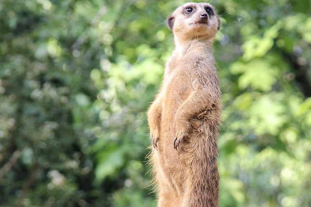 Suricate mignon
