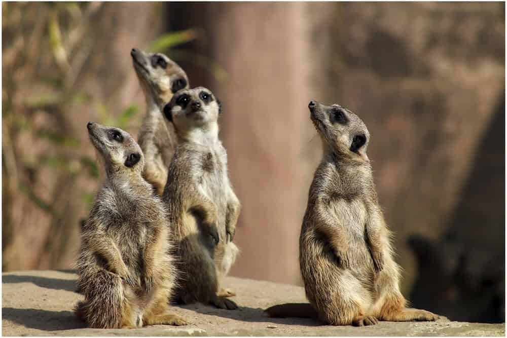 Suricate mignon