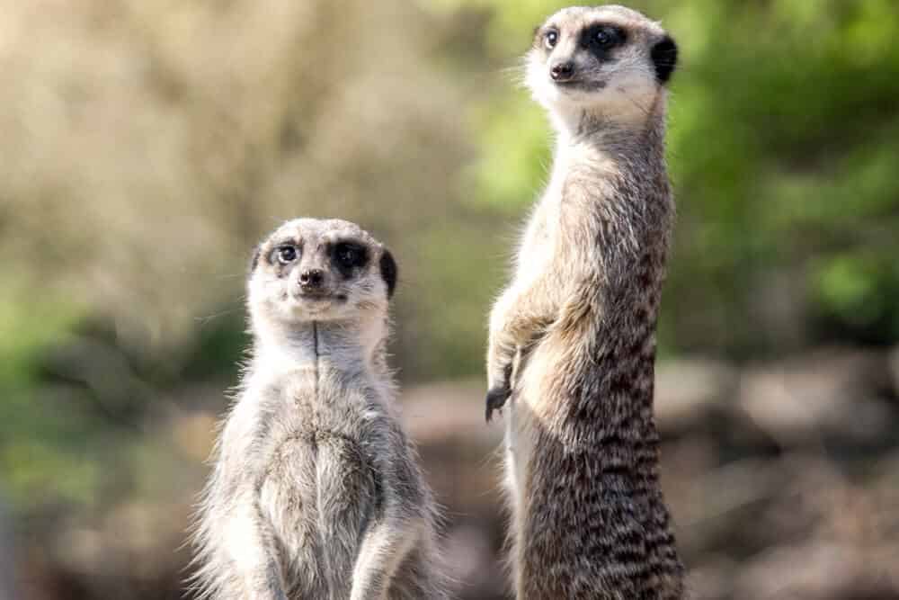 Suricate mignon