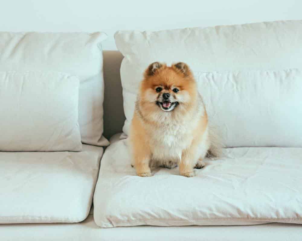 Pourquoi mon chien n’est pas joueur ?