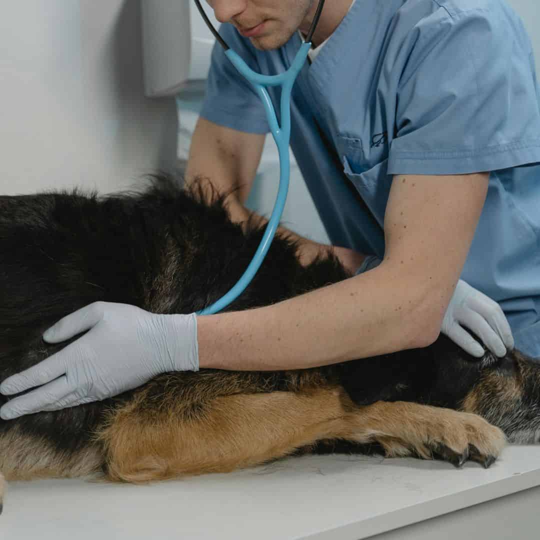 Chien chez le vétérinaire, consultation digestive