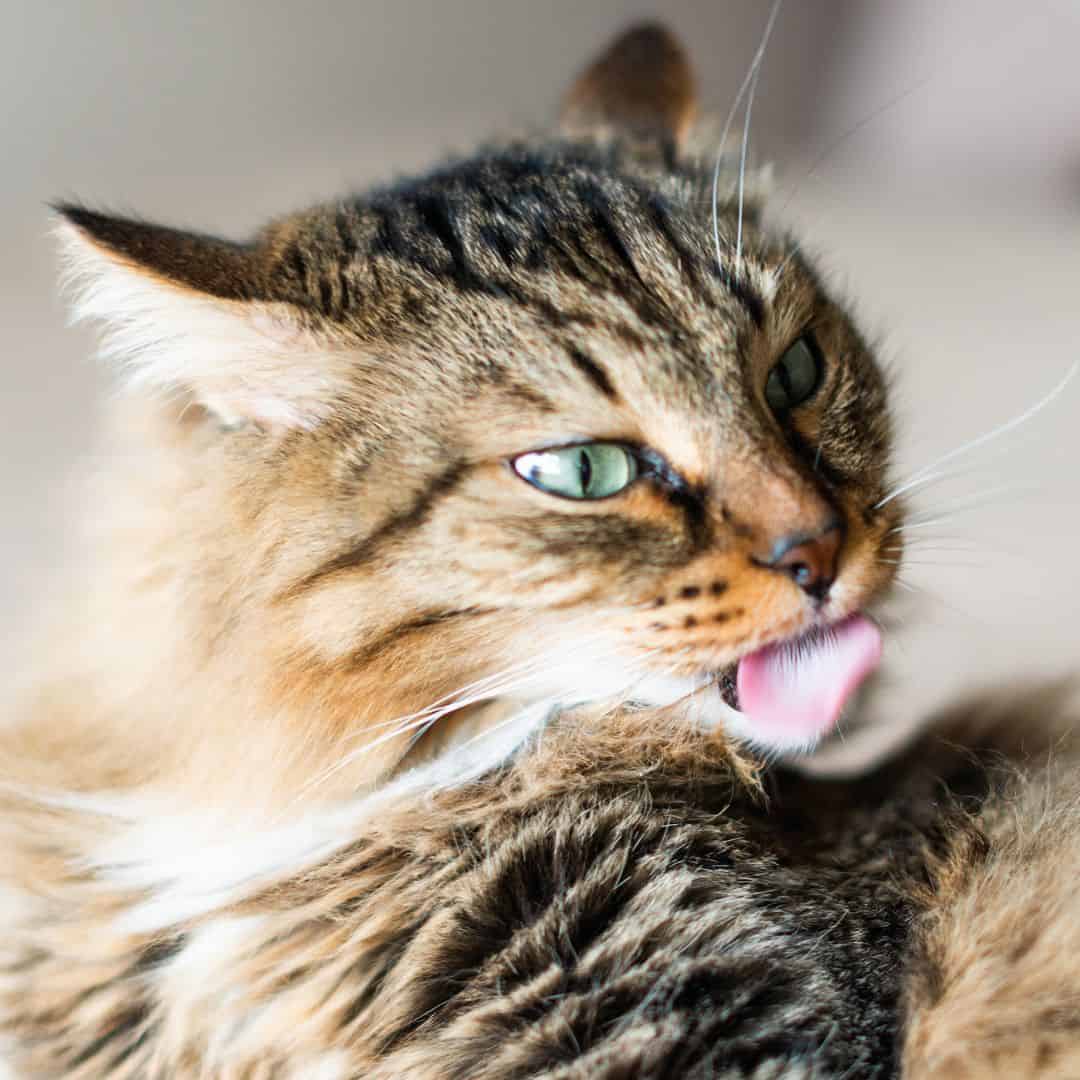 Biseptine sur les plaies de mon chat : mon chat se lèche