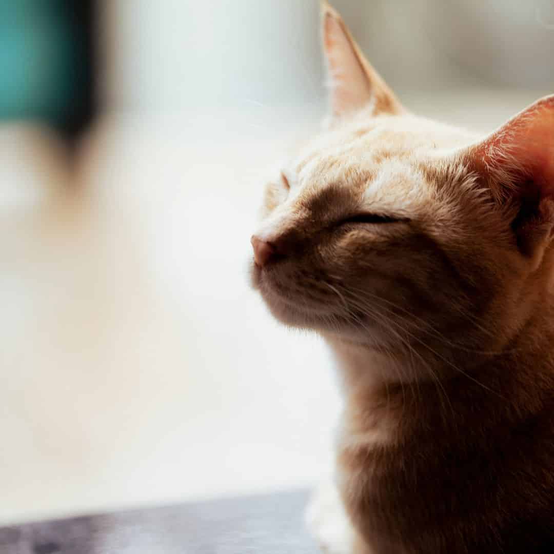 Désinfecter la plaie d’un chat en toute sécurité