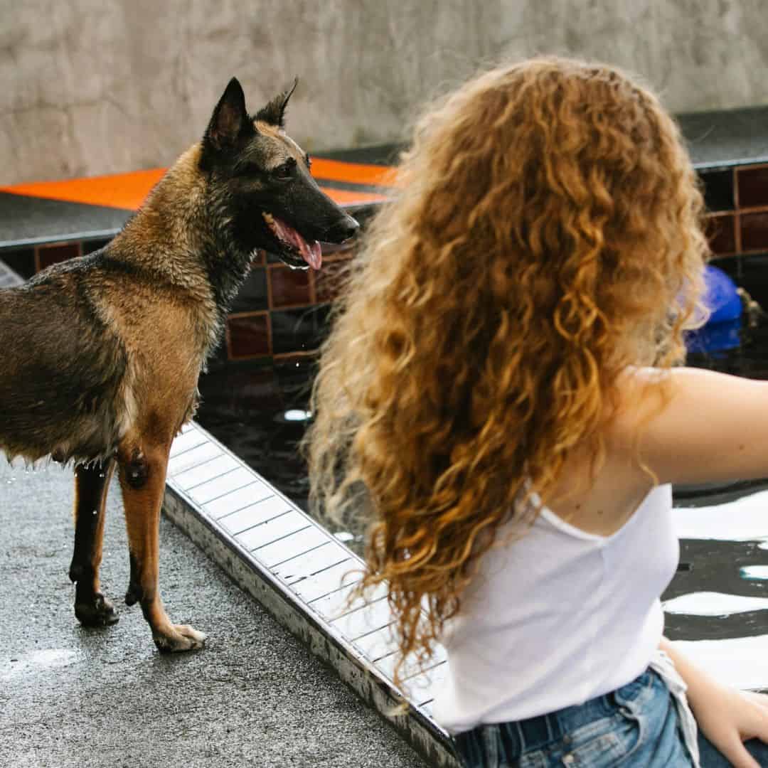 Malinois, un excellent chien de garde et de famille