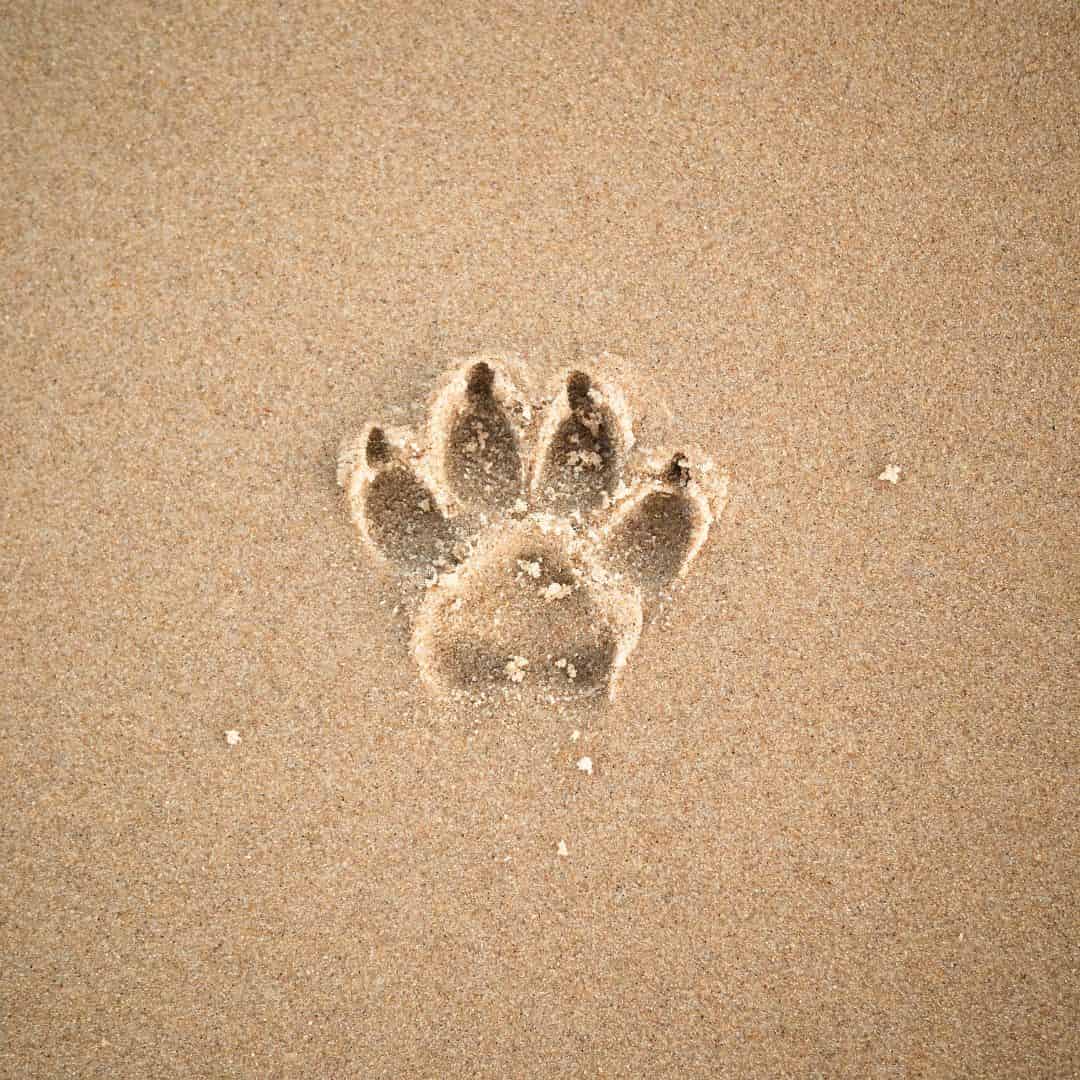 Comment faire couper l’ergot de mon chien ?