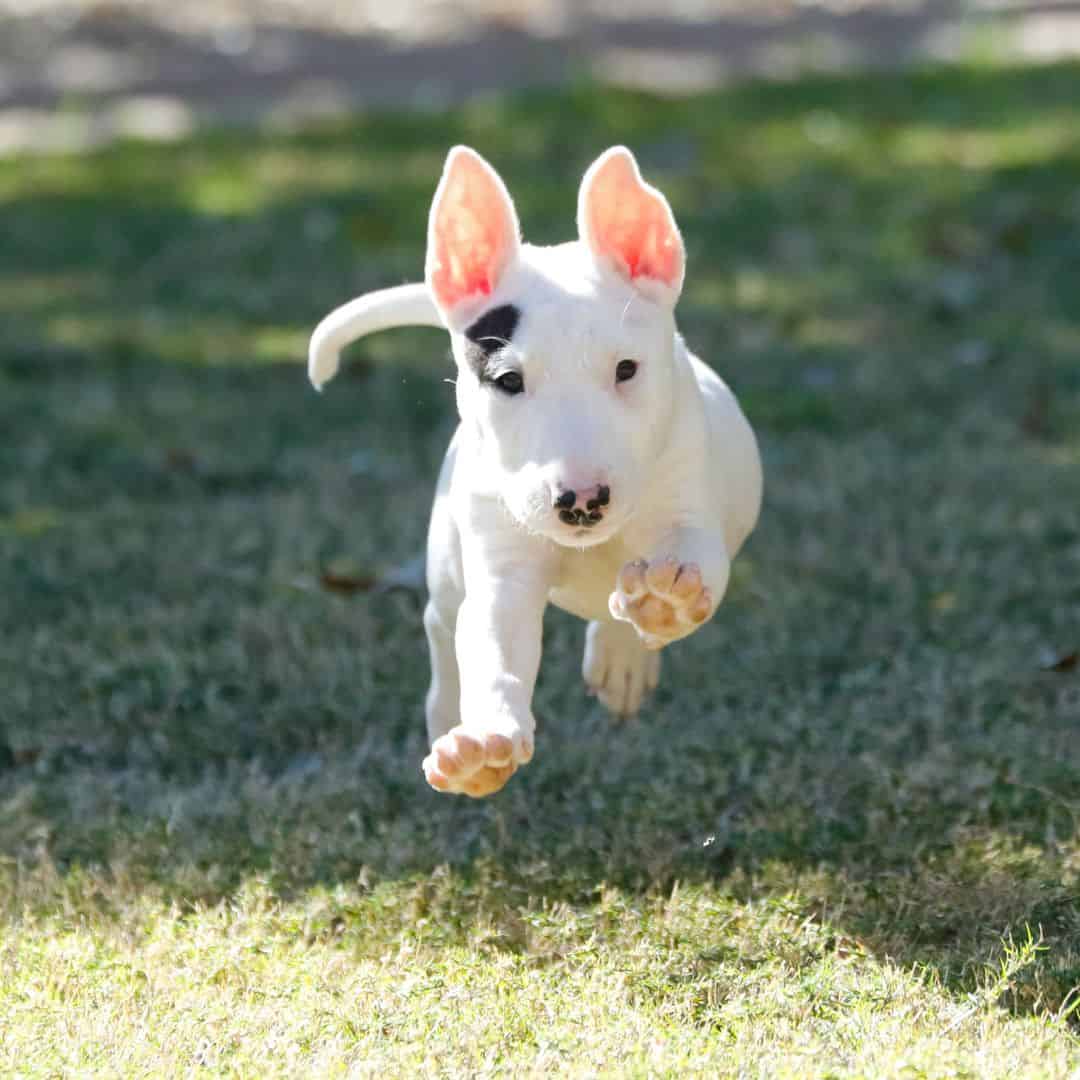 Avoir un chiot propre : le rythme est important