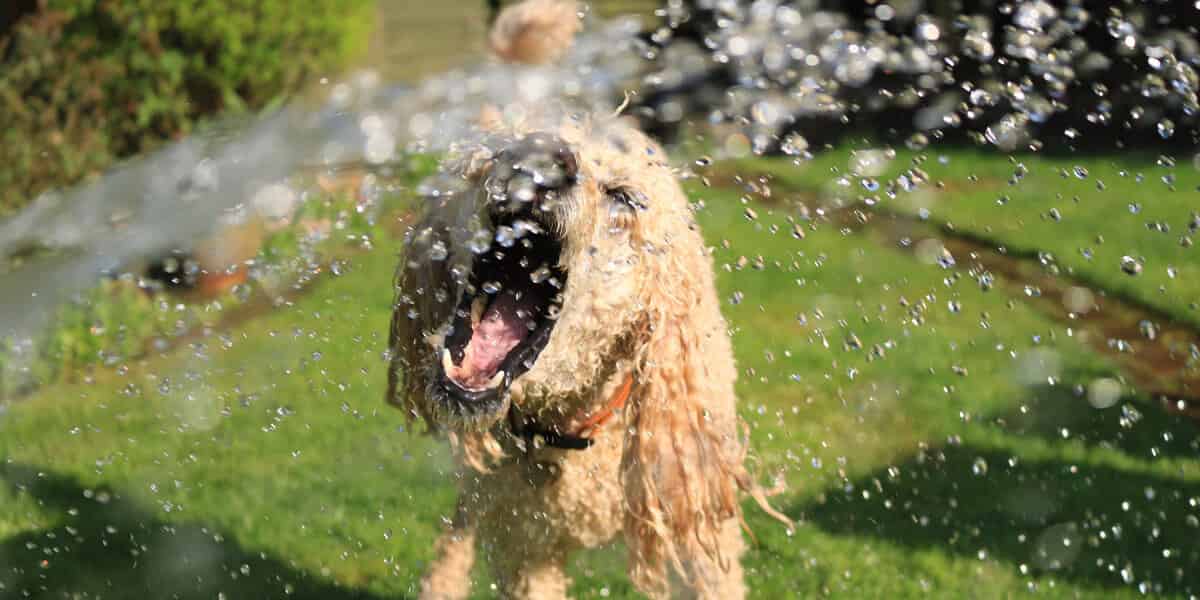 A quelle température laver son chien ?