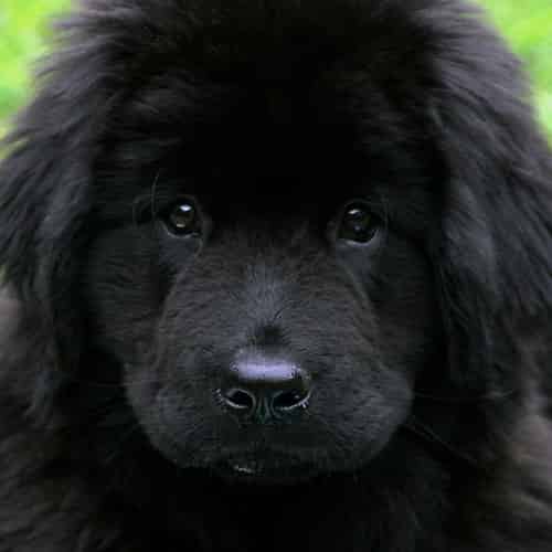 Quels sont les chiens les plus gentils ?
