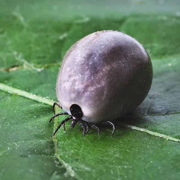 Maladie de Lyme
