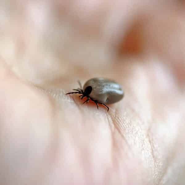 Un parasite vecteur de maladie