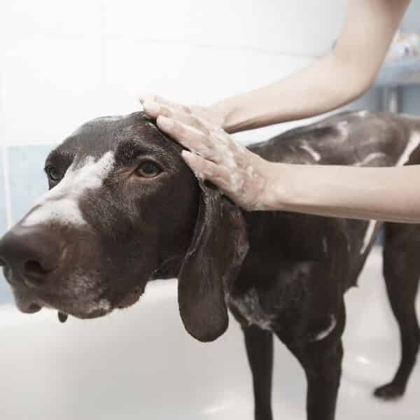 Combien coûte un toilettage pour chien ?