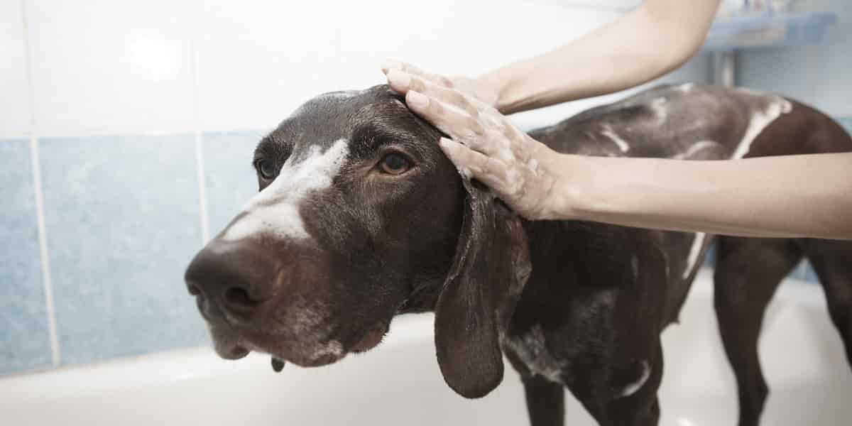 Combien coûte un toilettage pour chien ?
