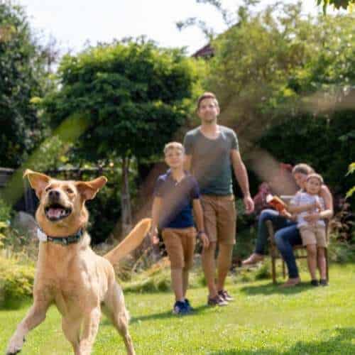Un GPS pour ne pas perdre son chien ou chat lors de ses prochaines vacances