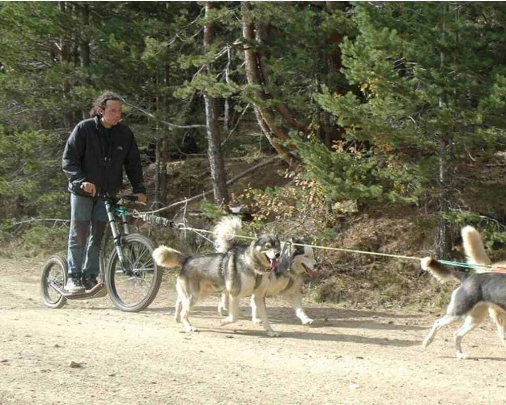 Comment faire de la trottinette avec mon chien ?