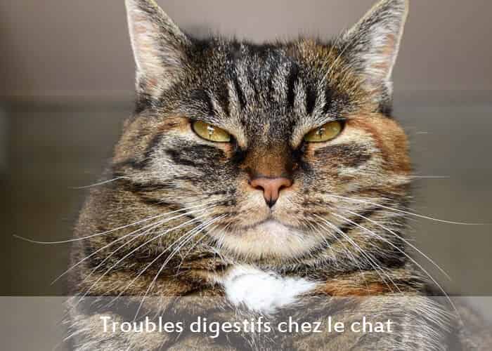 Troubles digestifs chez le chat
