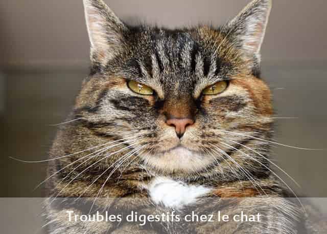 A l'aide mon chat a des troubles digestifs