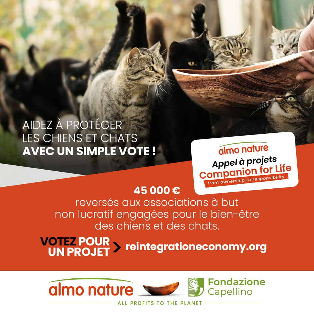 Aidez les animaux dans le besoin chat
