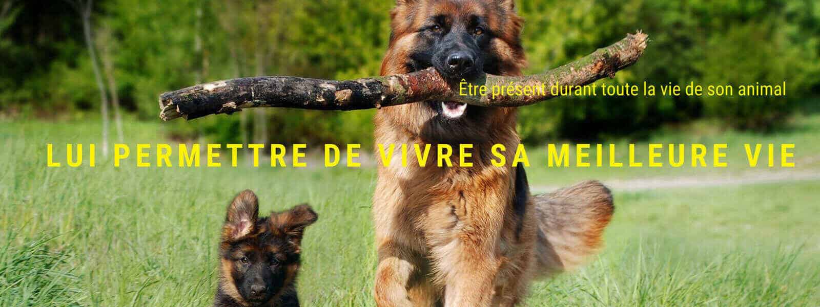 Accompagner l’animal durant toute sa vie