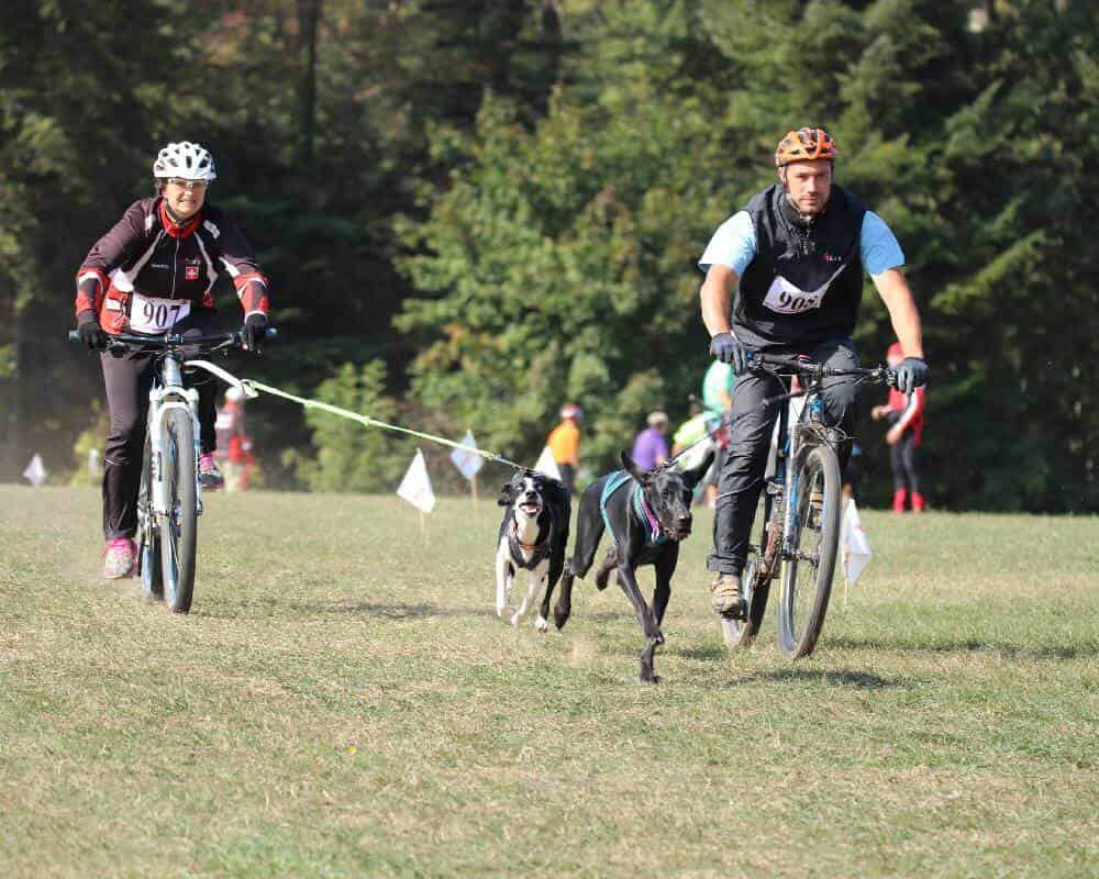 Comment ne pas tomber quand on fait du vélo avec son chien
