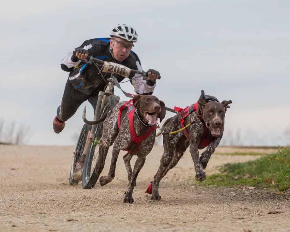 Quel chien pour faire du cani-vtt ?