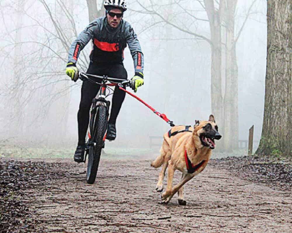 Quelle distance en Cani-VTT ?