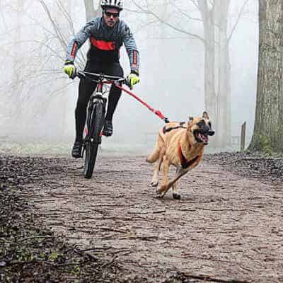 A partir de quel âge un chiot peut-il pratiquer du cani-vtt ?