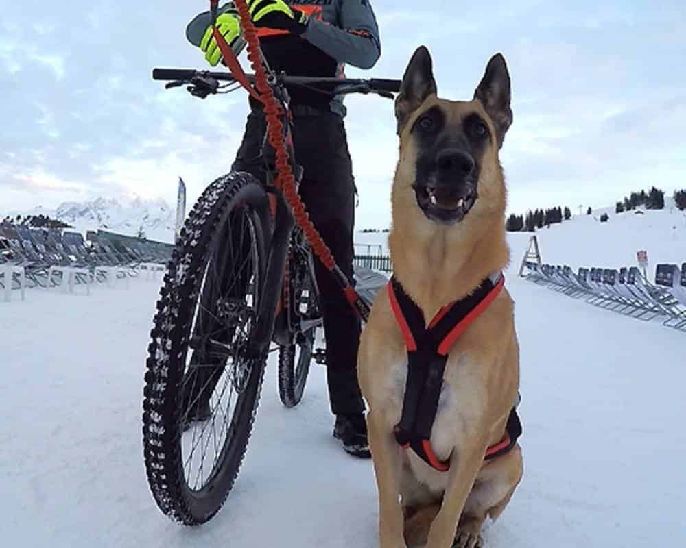 Quel sport à deux roues faire avec son chien ?
