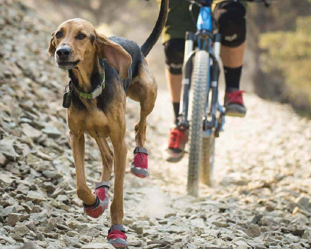 Cani-VTT, quelle laisse choisir ?