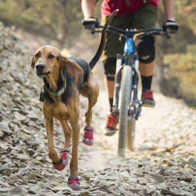 En vélo : le cani-VTT