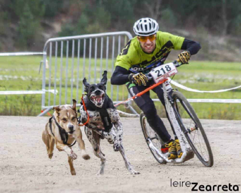 Comment attacher mon chien à la trottinette ?