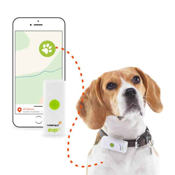 Weenect pour chien