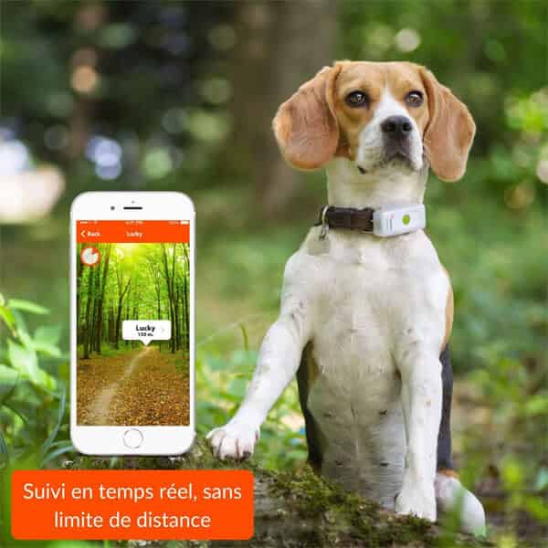 Weenect pour chien