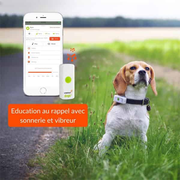 Weenect pour chien