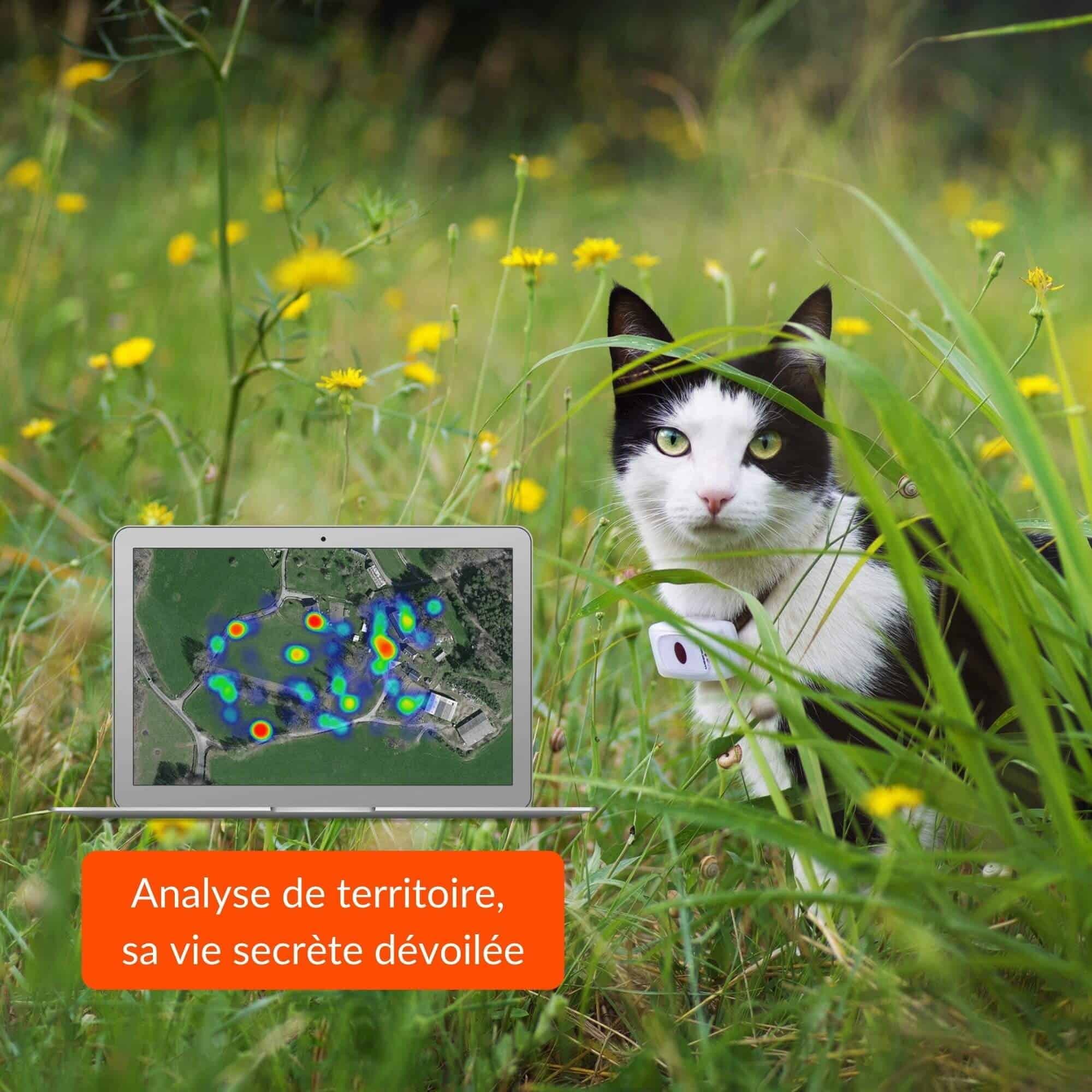 chat_analyse