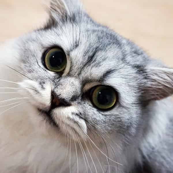 chat Persan