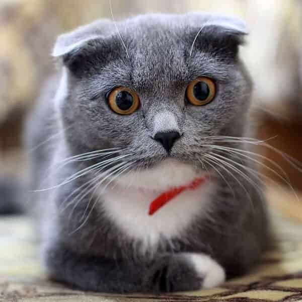 Scottish Fold