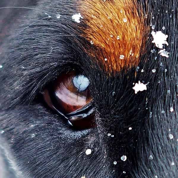 Pourquoi un chien perd-il ses poils autour des yeux ?