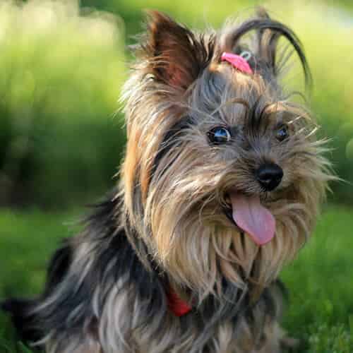 Yorkshire Terrier