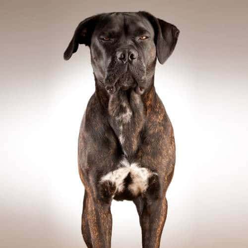 Harnais Cane Corso