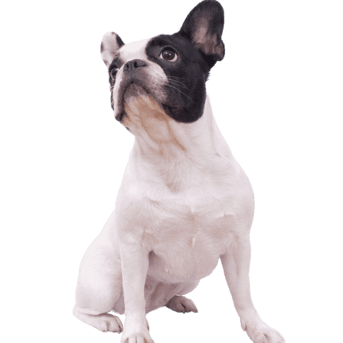 Muselière Bouledogue Français